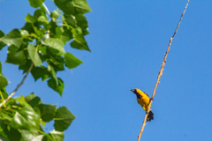 Icterus cucullatus nelsoni