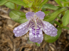 Dyschoriste linearis