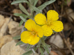 Physaria fendleri