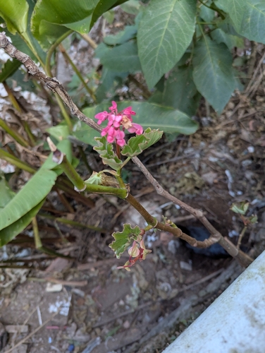 Begonia bracteosa, photograph 4