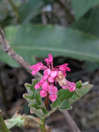 Begonia bracteosa, photograph 5