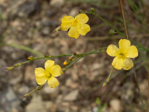 Linum rupestre, photograph 3