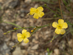 Linum rupestre, photograph (c) Turner Brockman, some rights reserved (CC BY-SA)