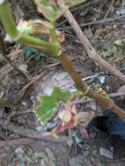 Begonia bracteosa, photograph (c) Sebastián Ordóñez, some rights reserved (CC BY)