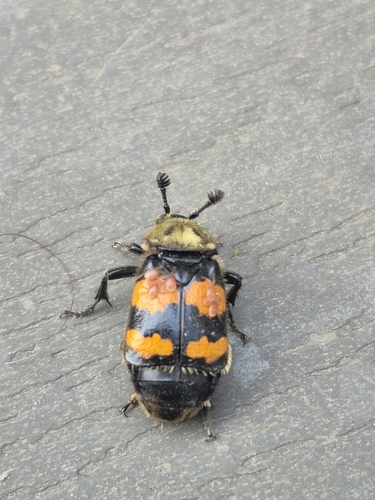 Tomentose Burying Beetle