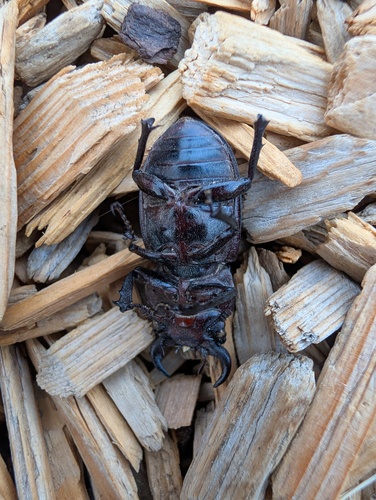 Cottonwood Stag Beetle photo 5
