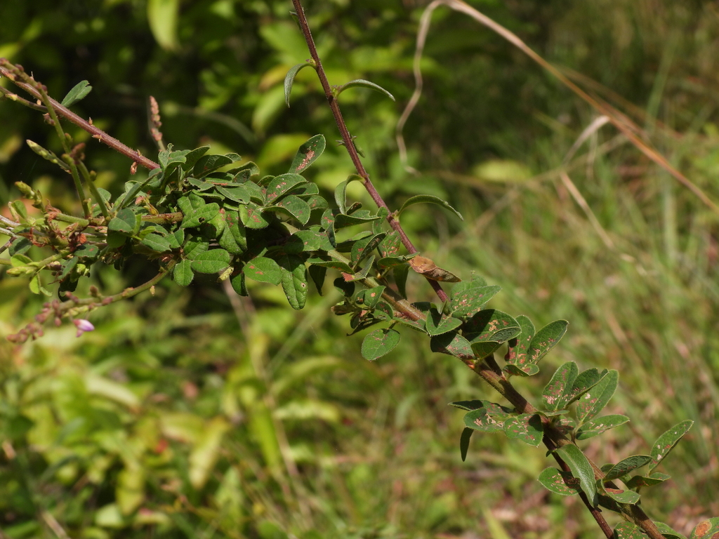 Desmodium ciliare; photograph (c) geosesarma, some rights reserved (CC BY)