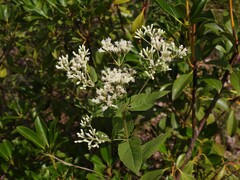 Eupatorium godfreyanum, photograph (c) geosesarma, some rights reserved (CC BY)