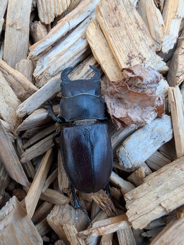 Cottonwood Stag Beetle photo 6