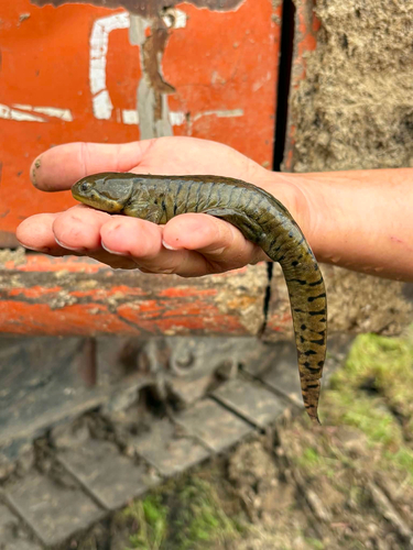 Western Tiger Salamander