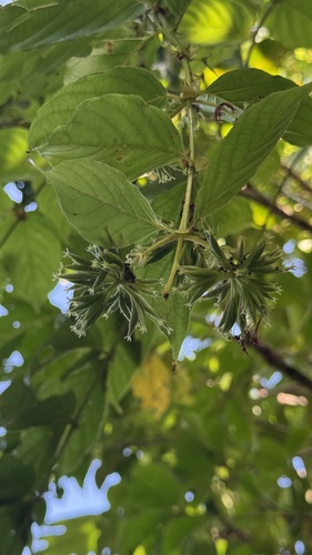 Uncaria lanosa observed 2026-07-23
