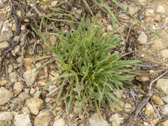 Zeltnera beyrichii