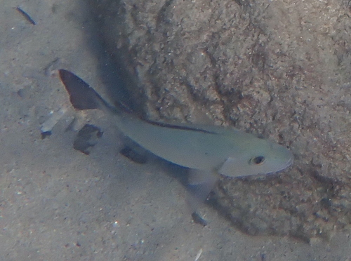 Lutjanus lemniscatus observed 2026-07-29