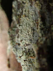 Chaenotheca ferruginea