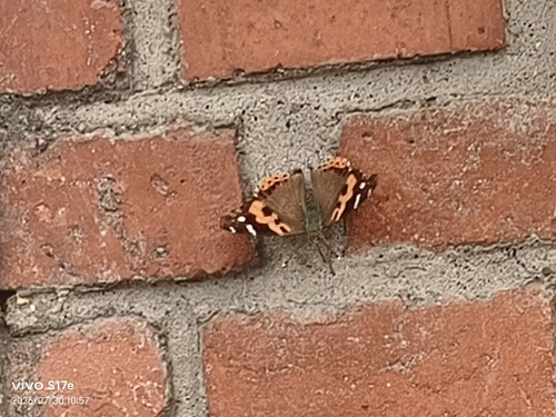 Indian Red Admiral