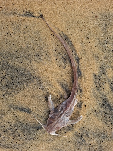 Banjo (Aspredo aspredo) — Aspredinidae — 2