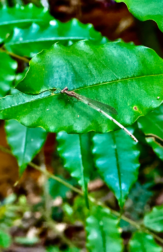 Blue Bush Dart
