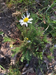 Tripleurospermum inodorum