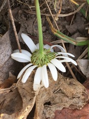 Tripleurospermum inodorum