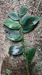 Rhaphidophora hongkongensis