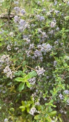 Ceanothus foliosus