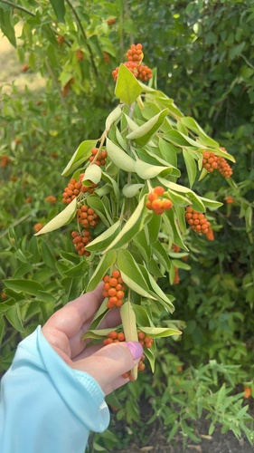 Citharexylum berlandieri, photograph 1