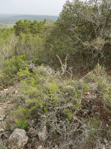 Condalia viridis, photograph 5