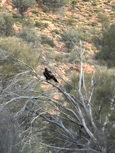 Wedge-tailed Eagle