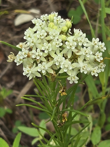 whorled milkweed