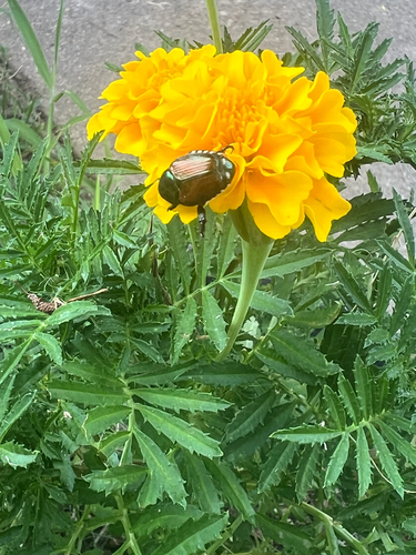 Japanese Beetle
