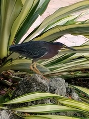 Butorides virescens image