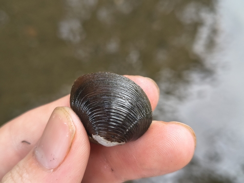 Corbicula fluminea observed 2026-07-29