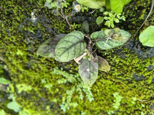 Strobilanthes reptans observed 2026-07-29