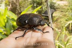 Dynastes septentrionalis