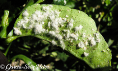 Aleurothrixus floccosus