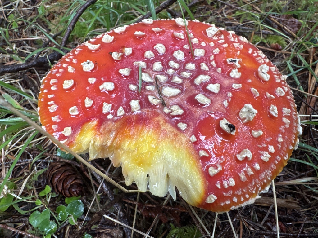 Fly Agaric · July 2026 · photo: Photo: no rights reserved · iNaturalist