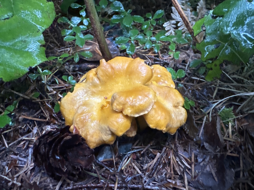 Pacific Golden Chanterelle · July 2026 · photo: Photo: no rights reserved · iNaturalist