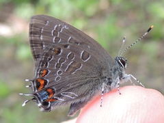 Satyrium liparops