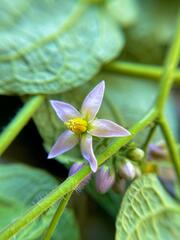 Solanum corymbiflorum