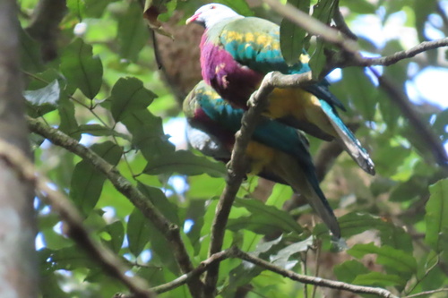 Wompoo Fruit Dove