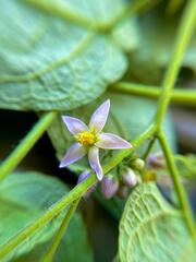 Solanum corymbiflorum, photograph (c) bruno_san1409, some rights reserved (CC BY-SA)