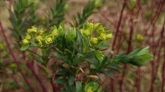 Euphorbia beamanii