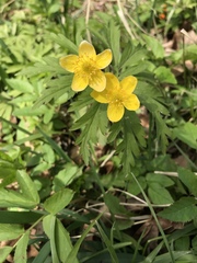Anemonoides ranunculoides