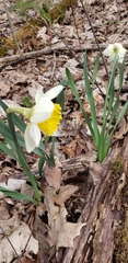 Narcissus × incomparabilis