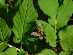 Tachina lurida