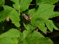 Tachina lurida
