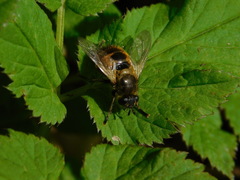 Tachina lurida