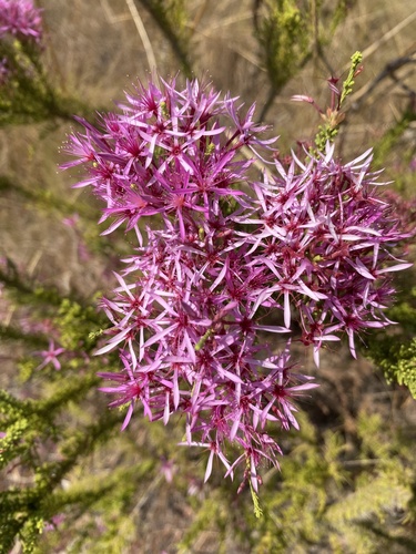 Turkey Bush