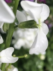 Matthiola incana