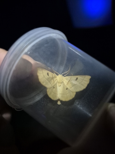 Scalloped Oak